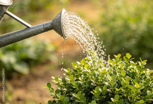 Watering a lush green plant with a metal watering can in a garden