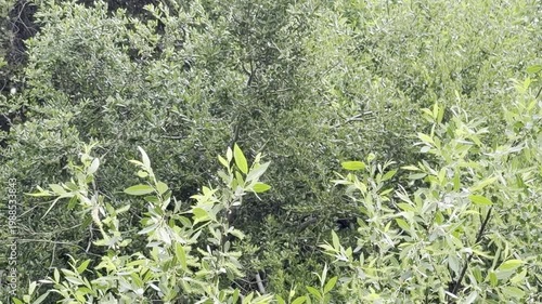 White particles fall from trees on a windy day	
