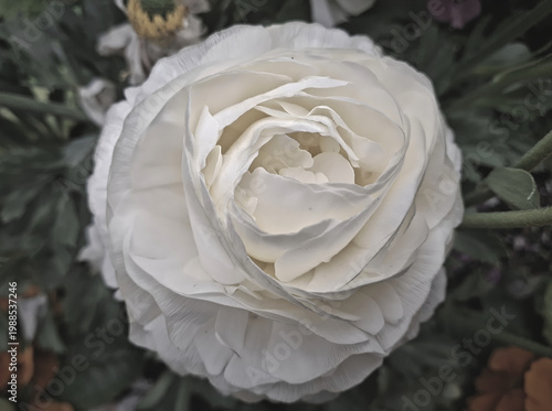 macro of beautiful white flower