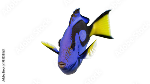 Cuadro en lienzo Vibrant blue tang fish with yellow fins, isolated on transparent background