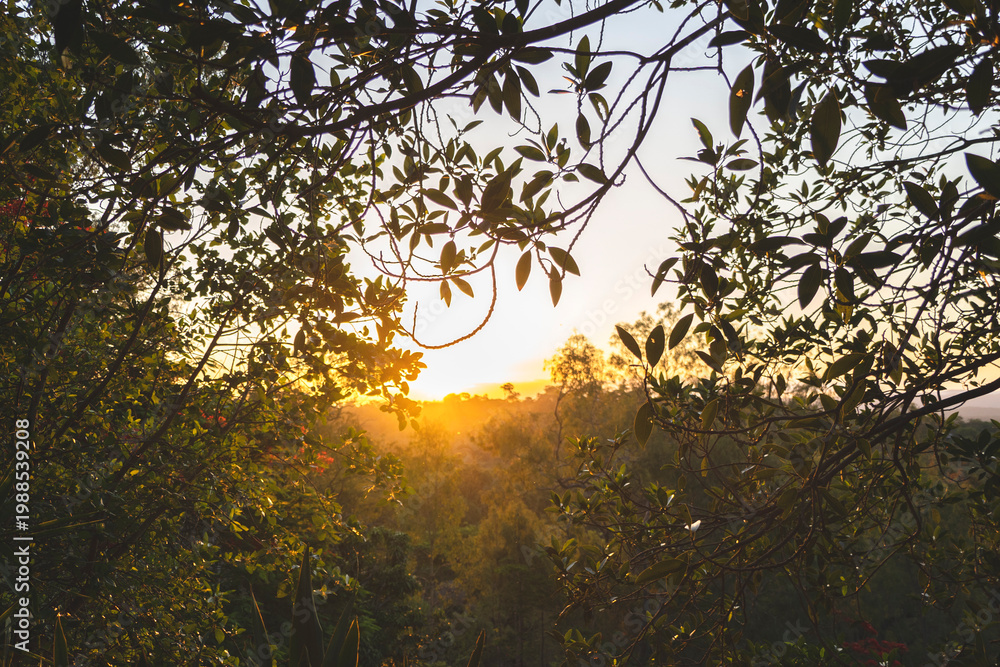 Fototapeta premium Scenic view of a forest at sunset, with the sun's rays filtering through the tree canopy.