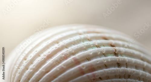 Seashell Ribs Close-up