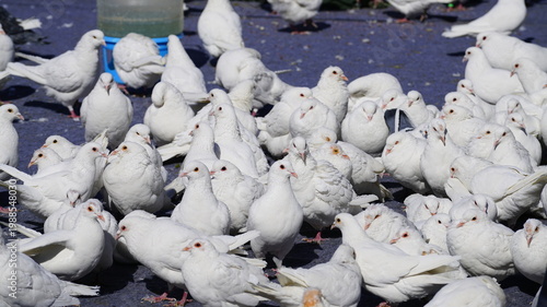 White pigeons gathered in a flock in the park