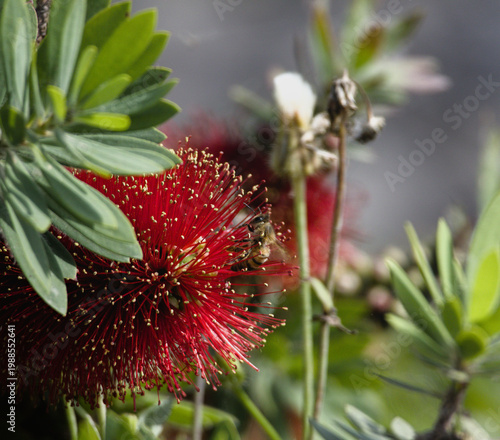 Honey bee pollinating red bottlebrush flower in natural sunlight