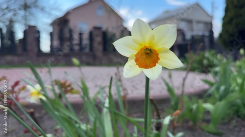 Bright yellow daffodil with orange center in suburban setting at dawn