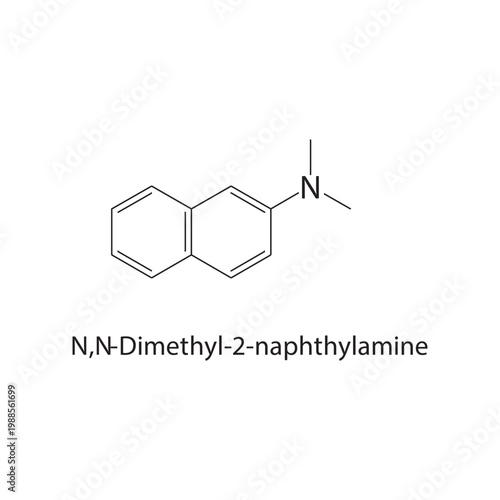 N,N-Dimethyl-2-naphthyl amine skeletal structure. amine compound schematic illustration. Simple diagram, chemical formula.
