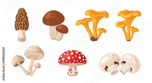 Extensive collection of various edible and poisonous wild mushroom species with different shapes colors and textures.