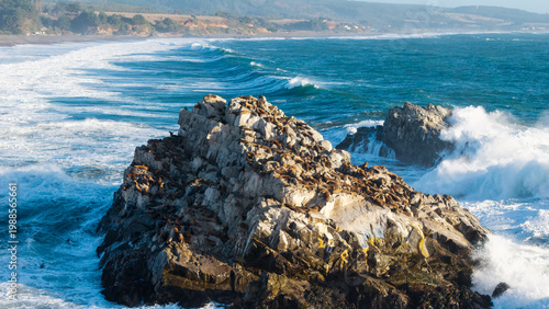 Wildlife sanctuary: Sea lions resting on rocks in Cobquecura coast.