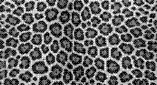 Seamless leopard print pattern, black and white animal skin texture, dither
