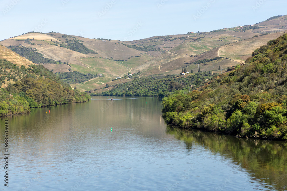 Fototapeta premium Douro river flowing through terraced vineyards landscape