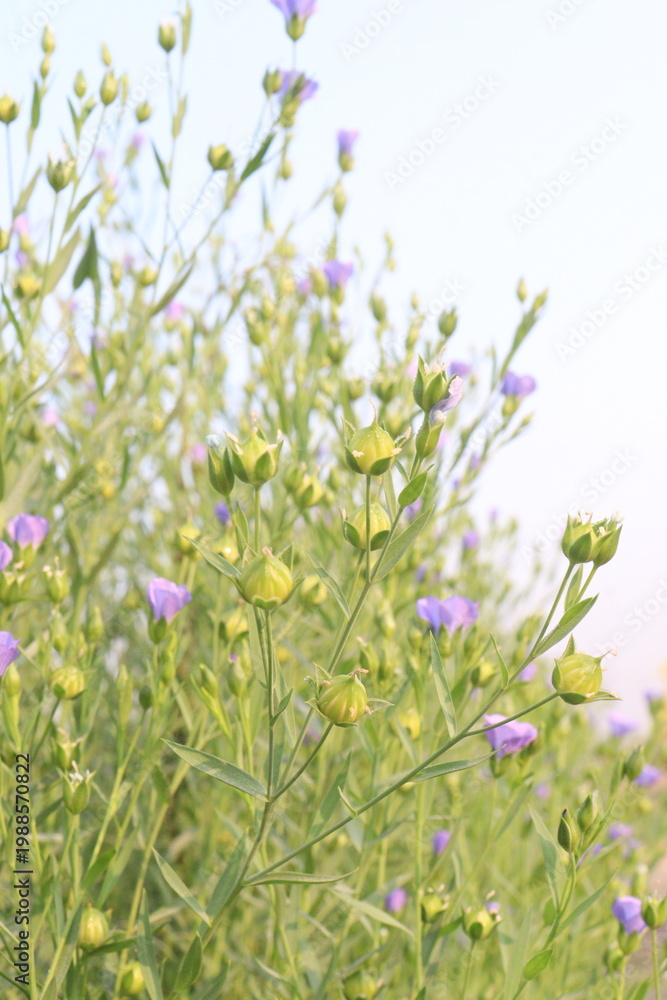 Obraz premium linum usitatissimum, brown flax plant on farm