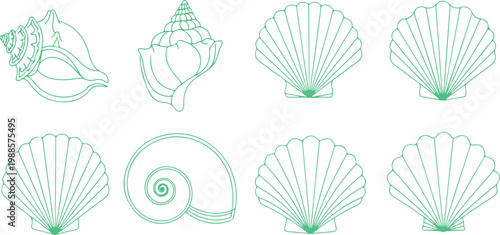 Collection of various seashells and marine shell illustrations in clean line art style isolated on transparent background