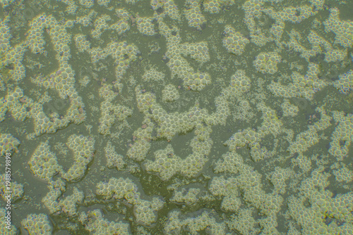 Foto Macro texture of organic air bubbles on stagnant green water surface with algae in a rice field