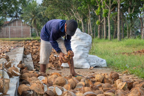 Quadro su tela Traditional worker husking coconuts manually in a rural plantation