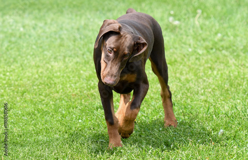 Cuadro en lienzo Doberman puppy dog walking in a park on a bright sunny summer day