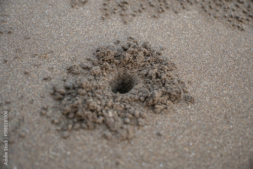Macro shot of a small crab burrow hole in the sand on a tropical beach. Natural architecture of a sand bubbler crab habitat on the coastline.