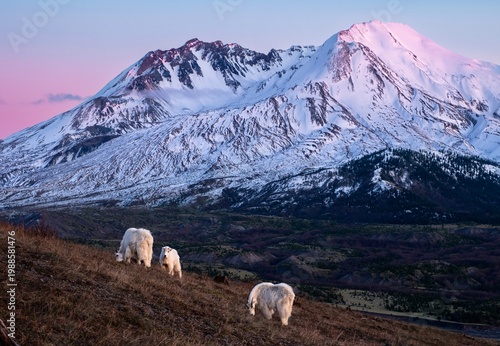 Mountain goats grazing on a grassy hillside at sunset with Mount St. Helens in the background, WA, USA. Snow-covered volcanic peak illuminated by soft pink alpenglow under a clear evening sky