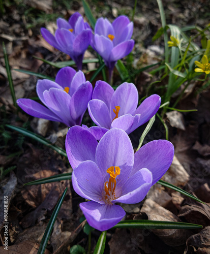 spring crocus flowers