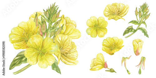 Evening primrose flower hand drawn with watercolor drawing isolated on transparent background
