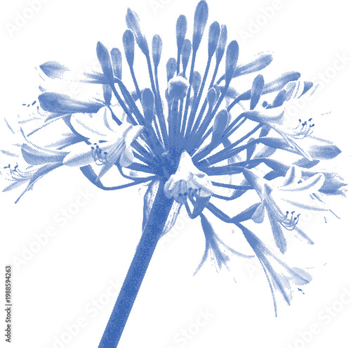 Dandelion flower with seeds on white background closeup view