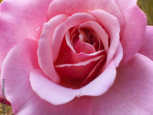 Closeup beautiful flower blossom blooming rose with white pink petals on water blurred background for stock photo or illustration summer flowers, floral for love, plants