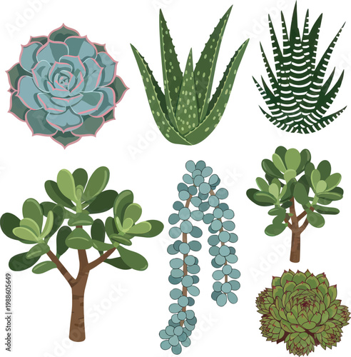 Collection Of Beautiful Desert Succulents Including Green Aloe Vera Haworthia Jade Plant And Various Echeveria Varieties Arranged In A Minimalist Flat Vector Design For Botanical Decorations