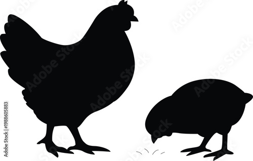 A silhouette of a hen and chick foraging on the ground
