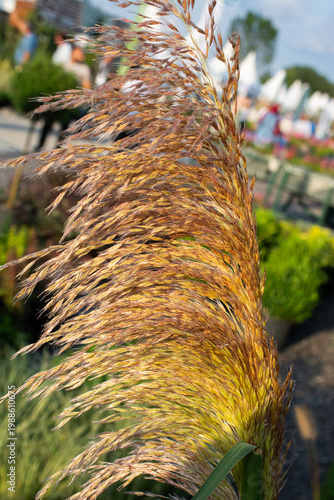 Feathery Pampas Grass Plumes Growing in Natural Garden Setting