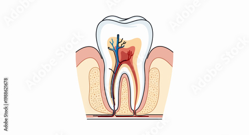 Anatomical illustration of a human tooth, showing root, pulp, nerves, and blood vessels