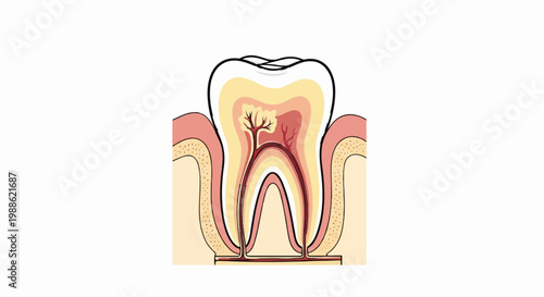 Cross-section of a human tooth showing pulp, nerves, and roots
