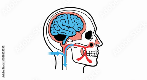 Schematic diagram of human head showing brain, nasal passages, and airway flow