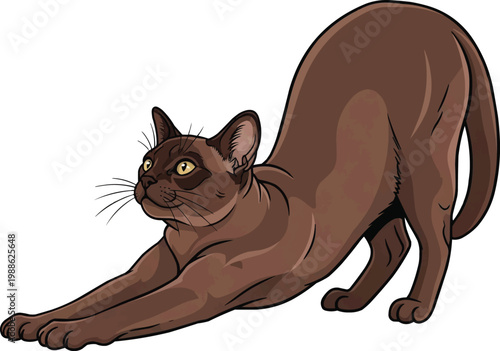 American Burmese cat bowing stretching relaxed yoga pose