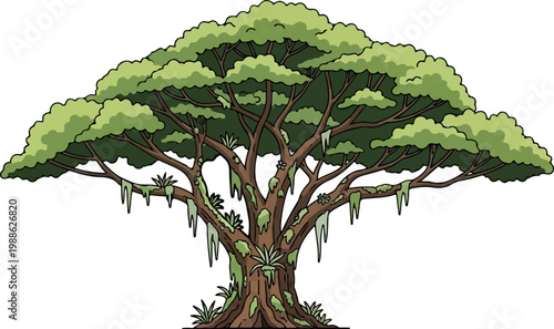 A large, leafy tree with a thick trunk and mossy branches