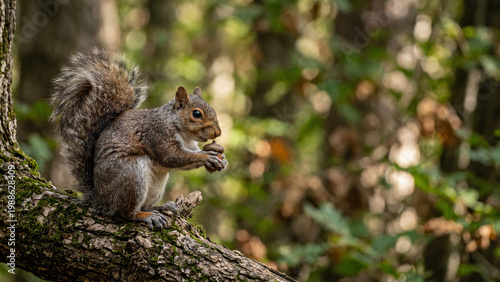 squirrel on a tree