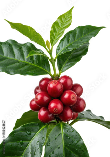 Ripe ruby red coffee cherries on a fresh green branch with dew drops, isolated on a bright white background with copy space, concept for beverage advertising