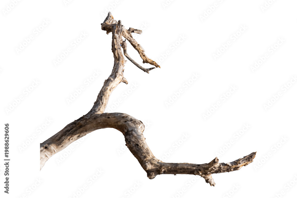 Fototapeta premium Dry branches isolated on a transparent background.
