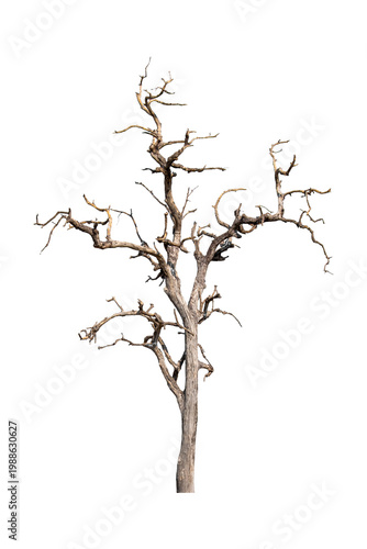Fotografie The tree is dry and dead isolated on transparent background.