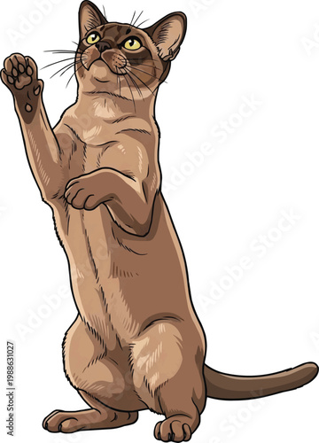 American Burmese cat standing on hind legs reaching up pose