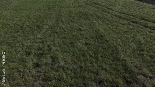 Drone flying low over a vibrant green field. Detailed texture of fresh spring grass and wild meadow vegetation under natural light.