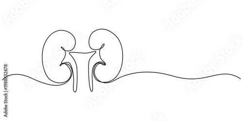 One continuous line drawing of the human kidney organ, Human kidney one line art drawing for medical concept, One continuous line drawing of the human kidney organ.pro