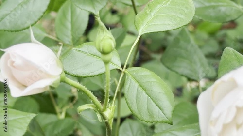 Desdemona rose in spring	