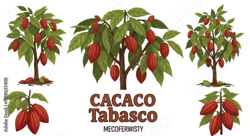 Cacao trees with ripe red pods and detailed botanical illustrations of cocoa plant elements