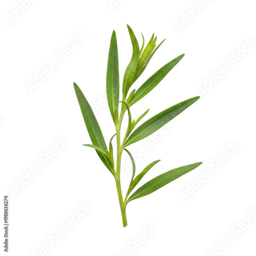 Fresh mint leaves with stems in green color tone isolated on transparent background