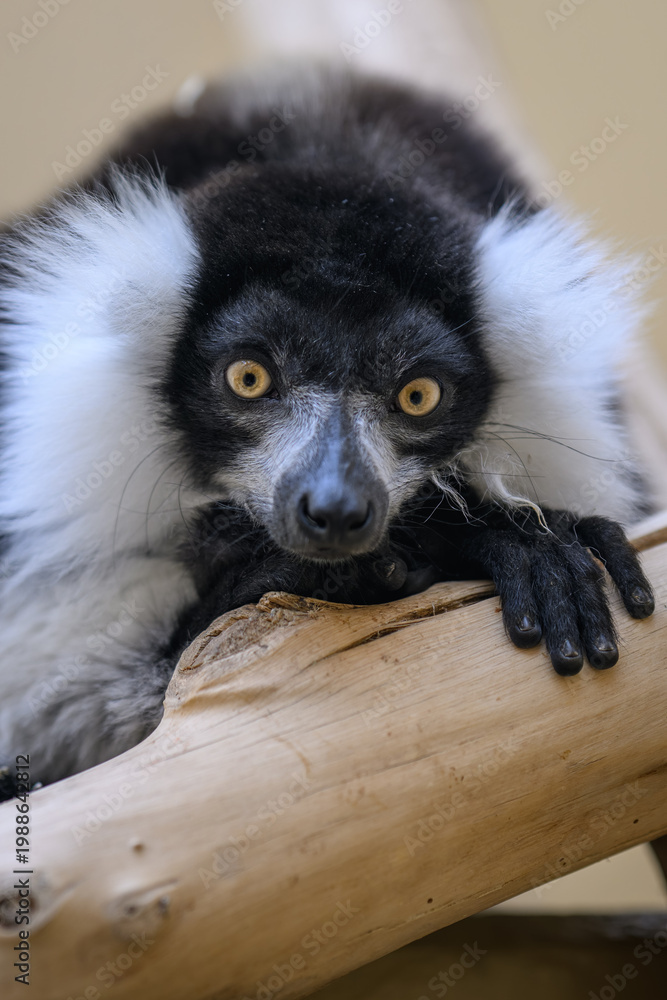 Fototapeta premium Portrait of a black-and-white ruffed lemur's head.