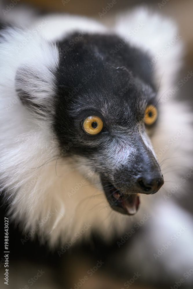 Fototapeta premium Portrait of a black-and-white ruffed lemur's head.