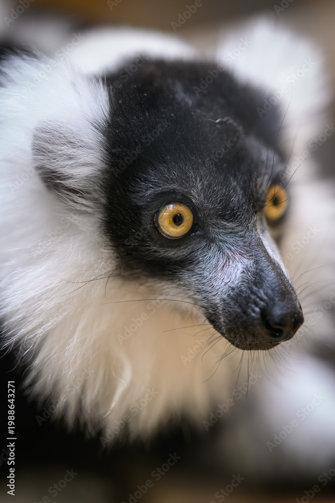 Fototapeta premium Portrait of a black-and-white ruffed lemur's head.