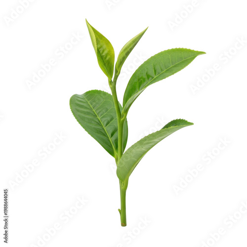 Fresh green tea plant with delicate leaves and a single stem isolated on transparent background