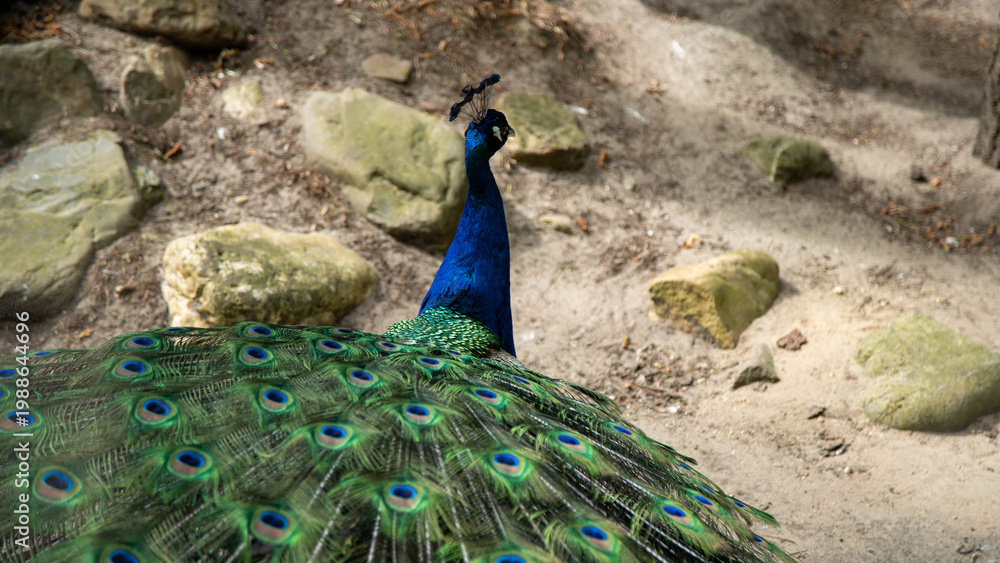 Obraz premium Peacock tail feathers from behind in zoo enclosure