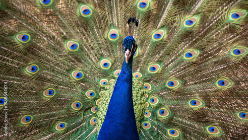 Vibrant peacock feather pattern background with symmetrical eye design