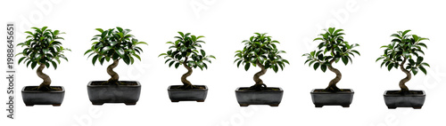 Ficus Retusa Bonsai Glossy Leaves Transparent Background Stock Photo Set 01
